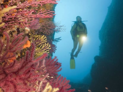 Corals along the Costa Brava in Spain.