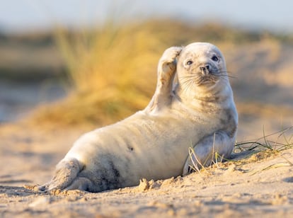 Esta pequeña foca de la localidad inglesa de Winterton-on-Sea, al noreste de Londres, se rasca la cabeza en un gesto cómico. "Por desgracia, muchas iniciativas de conservación están perdiendo financiación y nuestro concurso está ahí para concienciar y suscitar una sonrisa, y ojalá también que ayuda, para los animales salvajes de todo el mundo", señala Tom Sullam.