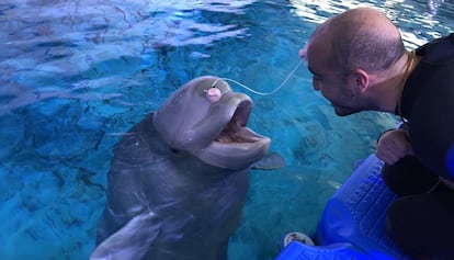 Raúl García interactúa con un mamífero marino en L’Oceanogràfic de Valencia.