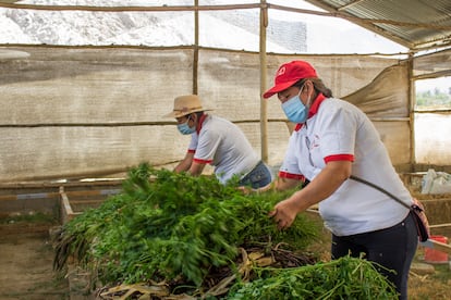 Los cuyes son alimentados con una mezcla natural de maíz, harina de alfalfa, torta de soja y afrecho. La asociación produce parte de estos insumos en su chacra al sur de la capital peruana.  En la imagen, Dora Santos y Gisela Ramírez.