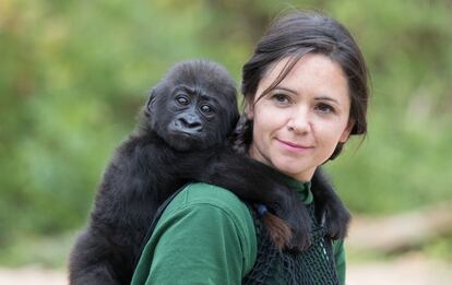 Un bebé de gorila llamado Afia es llevado por su cuidadora, Joanne Rudd en el Zoológico de Bristol.