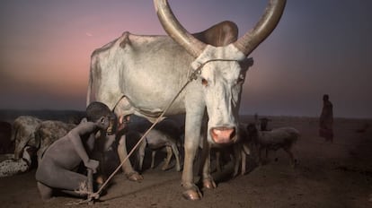 Un niño mundari bebe leche en un 'cattle camp' a orillas del Nilo Blanco, Sudán del Sur.