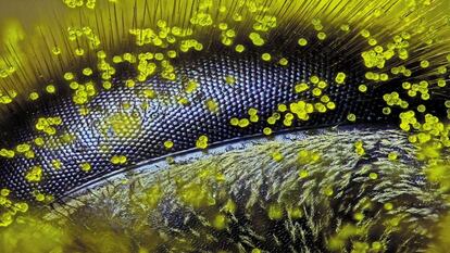 Este primerísimo plano de una abeja (Apis mellifera), en el que se ve el ojo del animal cubierto de granos de polen de diente de león, ha ganado el concurso anual de Microfotografía Nikon Small World. El concurso muestra imágenes microscópicas capturadas alrededor de todo el mundo por científicos y artistas. El autor de esta foto es Ralph Grimm, exapicultor australiano. Tardó cuatro horas en montar e iluminar los ojos de la abeja y enfocar la imagen.