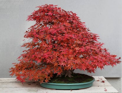 Ejemplar de 'Acer palmatum, var. “Deshojo” (Thunb.)'. Arce de cinco puntas. Variedad característica por el color rojo intenso de sus hojas, que lo hace muy valorado. De origen japonés, fue adquirido en 1989.