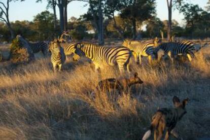 Licaones rondando una manada de cebras en el parque nacional de Chobe, en Botsuana.