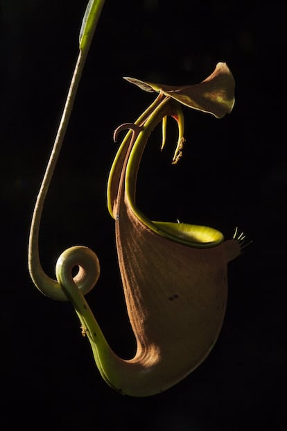 Las plantas carnvoras obtienen sus nutrientes de los insectos que atrapan y digieren. Esta especie, la 'Nepenthes bicalcarata', segrega un nctar dulce y tiene estructuras parecidas a colmillos que son muy resbaladizas para la mayora de los insectos. Sin embargo, hay una hormiga especfica, la 'Camponotus schmitzii', que recorre sin ninguna dificultad los colmillos para robar un poco de nctar, tal y como se muestra en la fotografa. La imagen fue finalista en la categora Ecologa y ciencias ambientales.