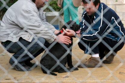 Dos internos acarician a uno de los perros usados en el programa del hospital psiquiátrico penitenciario de Sevilla.