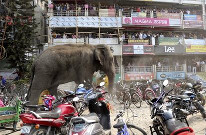 People watch from a shopping complex as a wild elephant moves through a street parked with motorbikes and bicycles after it was tranquilized in Siliguri, India, February 10, 2016. According to local media reports, the elephant went on rampage in Siliguri after entering from a nearby Baikunthapur forest on Wednesday. REUTERS/Stringer EDITORIAL USE ONLY. NO RESALES. NO ARCHIVE TPX IMAGES OF THE DAY