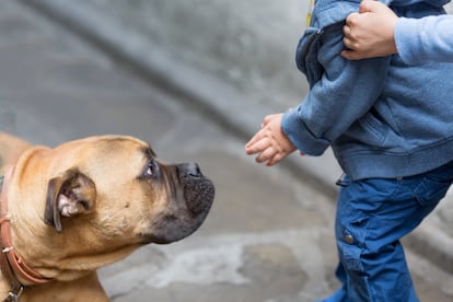 fobia perros niños