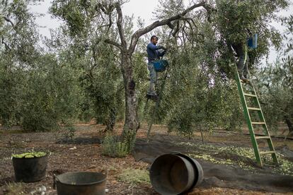 Dos trabajadores recogen aceituna en una finca de Sevilla.