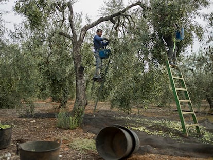 Recogida de aceituna en una finca, en Sevilla.