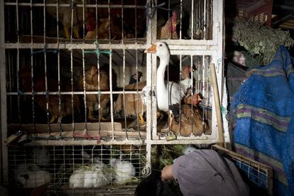 La venta de animales es otra de las actividades que se dan en el mercado de San Roque.