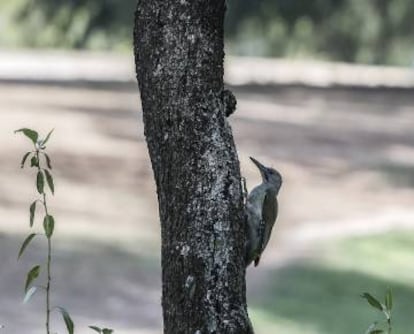 Ejemplar de pito real en el parque de la Dehesa de la Villa.