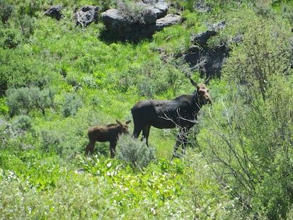 In this photo provided by the Nevada Department of Wildlife, a collared cow moose and her calf are spotted in Elko County, Nev., in 2022.