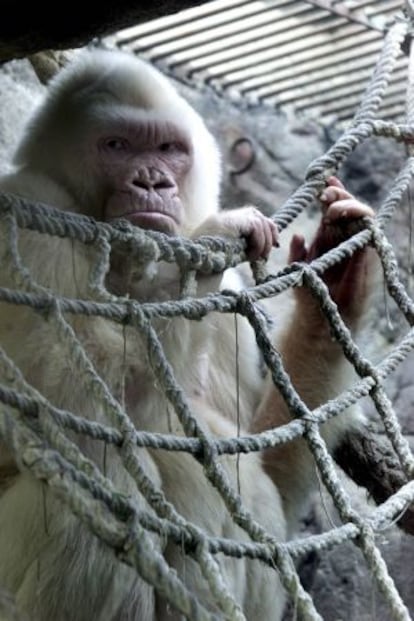 &#039;Copito de Nieve&#039; en sus instalaciones del Zoo de Barcelona.