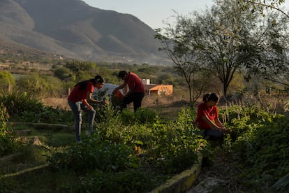 Agricultura ecológica Jalisco, México