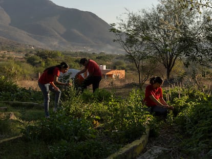 Agricultura ecológica Jalisco, México