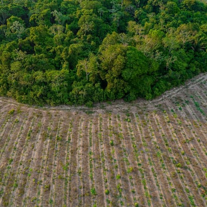 Reforestación de la selva en la región de Maranhão en Brasil.
