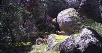 Los cachorros de lince dan sus primeros pasos.