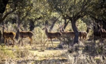 En la finca hay 900 hectáreas reservadas como coto de caza. Allí habitan gamos, ciervos y jabalíes, entre otros animales.