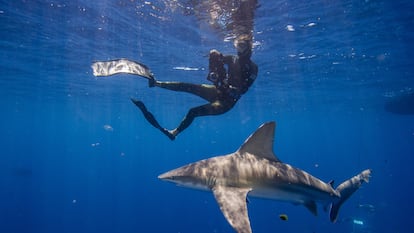 Un tiburón nada bajo un buzo, en Florida.