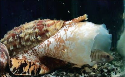 El caracol &#039;Conus geographus&#039; usa una nube de insulina para inmovilizar a sus presas.