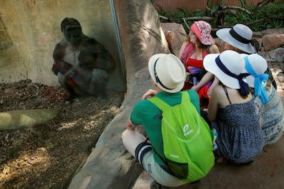 Un grupo observa a un gorila en el Bioparc de Fuengirola (España), 7 de julio de 2018.