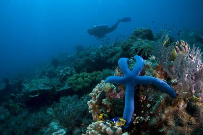 El submarinismo de Atauro es una experiencia de primera gracias a la mezcla de aguas frías y profundas, arrecifes vírgenes, abundante vida marina y una ubicación privilegiada en el Triángulo de Coral.