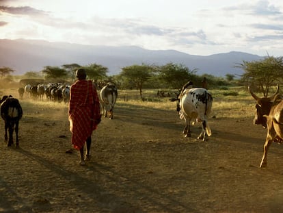 Pueblos pastoralistas indígenas en Kenia.