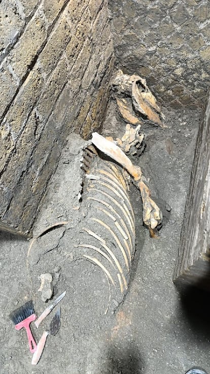 El esqueleto de un Équido descubierto en Pompeya.