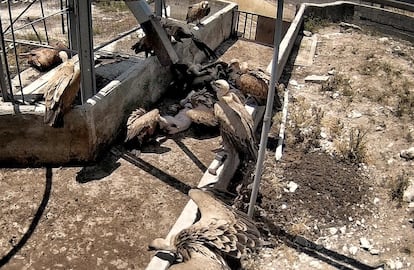 Varios buitres devoran el cadáver de un cerdo, dejado a la intemperie por 36 horas en la 'Granja del terror', en Burgos.