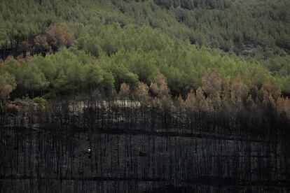 Límite de la zona forestal calcinada.