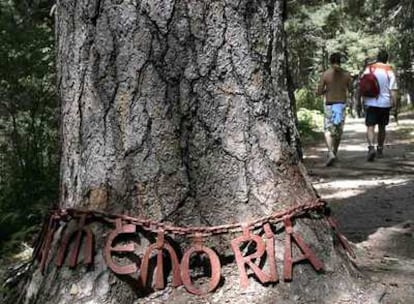 Pino de la Cadena, junto al camino que baja de El Ventorrillo a la pradera de las Cortes, en Cercedilla.