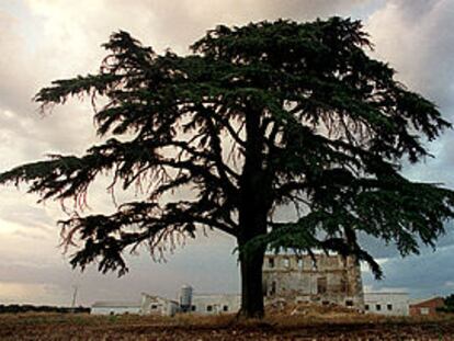 El cedro del Líbano y el palacio de San Luis en Brihuega.