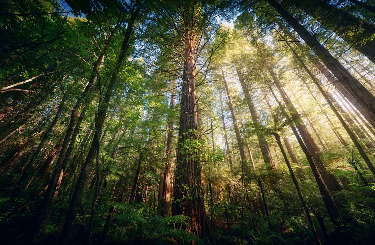 Los bosques templados que desaparecieron en el pasado durante milenios se esfuman ahora con el mismo patrón, pero en décadas