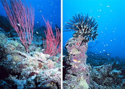 Corales del Pacífico, en el arrecife de Tarawa, en Kiribati, izquierda y derecha.