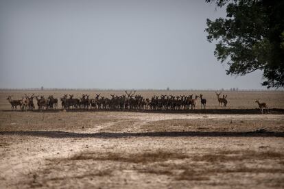 Un gran grupo de ciervos, en Doñana la semana pasada. / PACO PUENTES