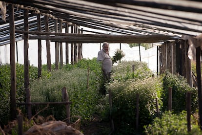 José Mujica recoge flores de sus cultivos el 21 de mayo de 2010 en Montevideo.