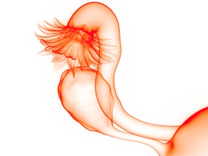 Female reproductive System Anatomy - AztraZeneca - Cáncer de ovarios