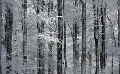 La nieve cubre los árboles en Champ du Feu cerca de Estrasburgo (Francia), el 16 de enero de 2017.