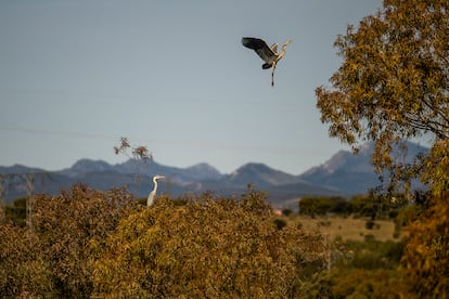 Dos de las garzas reales que anidan en los árboles cercanos al muro de la presa; una zona donde no se permite el paso. 