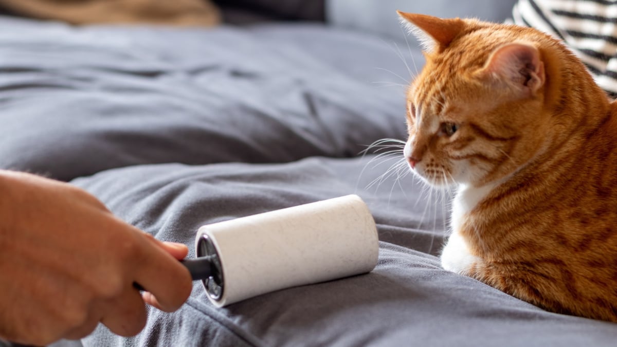 Los accesorios mejor valorados para eliminar pelos de mascotas en sofás y alfombras