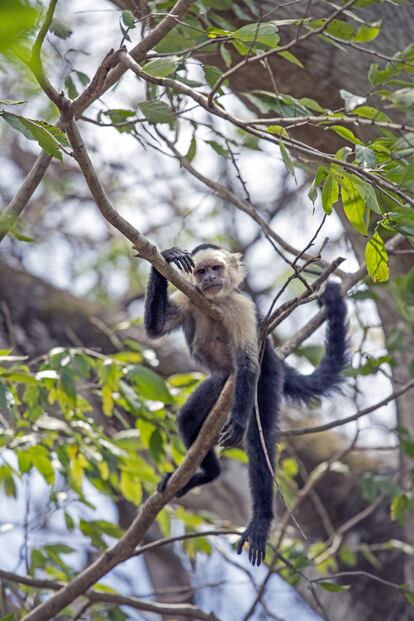Capuchino de cara blanca.