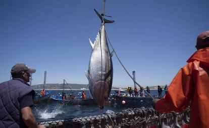 Uno de los primeros ejemplares de atún capturados en la almadraba de Zahara de los Atunes.