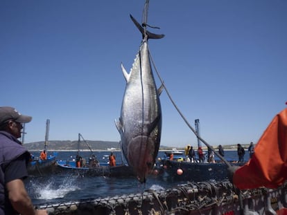 Uno de los primeros ejemplares de atún capturados en la almadraba de Zahara de los Atunes.