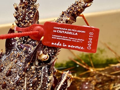 Langosta roja de Menorca con su brida obligatoria. J.C CAPEL