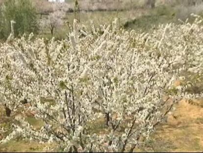 Los cerezos en flor embellecen el Valle del Jerte