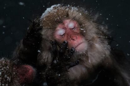 Un mono de nieve en el Jigokudani Wild Monkey Park en la ciudad de Yamanouchi, Japón.