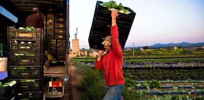 Campesinos mallorquines en una recogida de su cosecha en 2009.