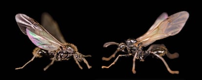 Messor ibericus hormiga